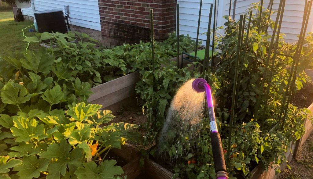 Title: A Beginners Guide to Gardening! Tips and Tricks