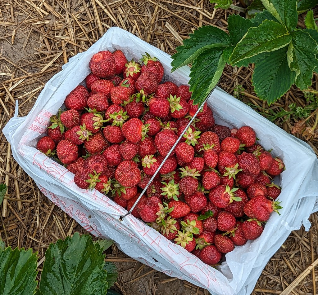 Berries Are On The Way!