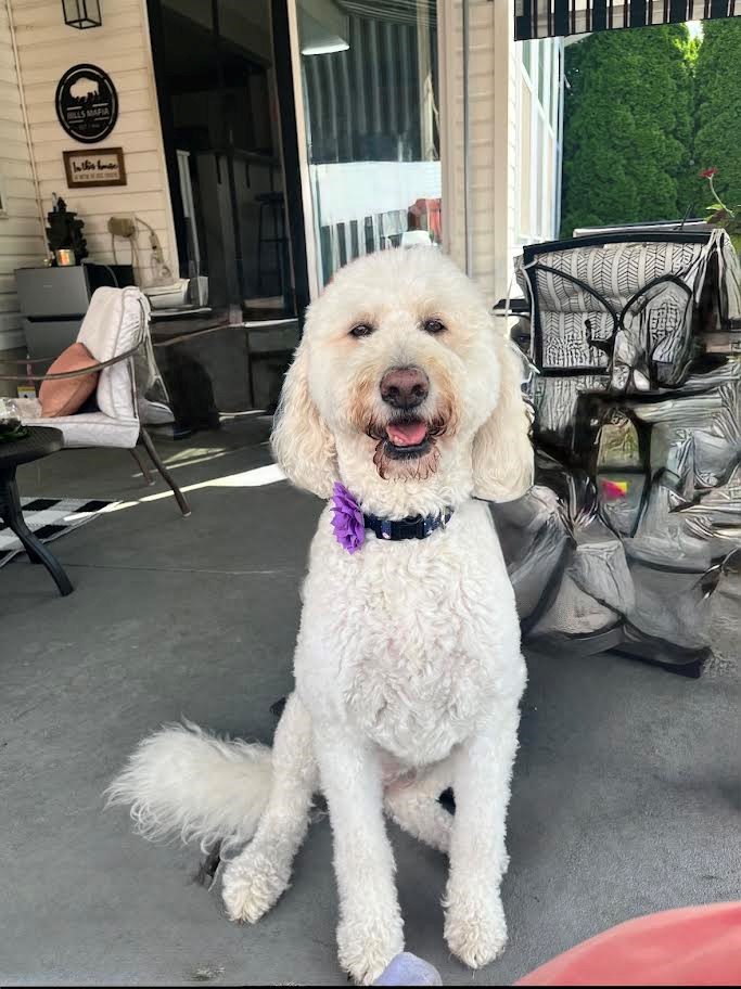 Fur-tunately, Help Has Arrived!